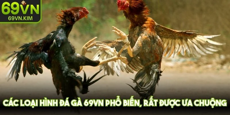 Các loại hình đá gà 69VN phổ biến, rất được ưa chuộng
