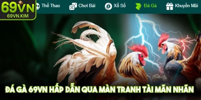 Đá gà 69VN hấp dẫn qua những màn tranh tài mãn nhãn và đầy kịch tính